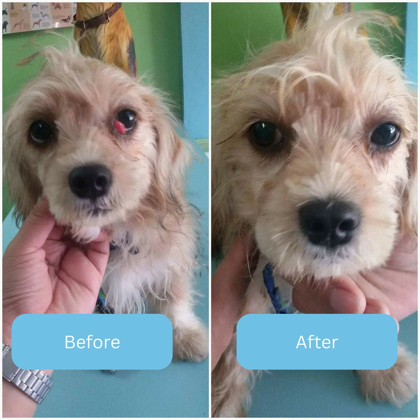 Sorvala ClearVision™ Drops